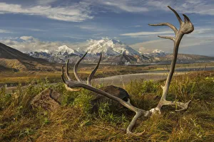 A Set Of Caribou Antlers At The Eielson Visitor Center In Denali National Park & Preserve A Set Of Caribou Antlers At The Eielson Visitor Center In Denali National Park & Preserve