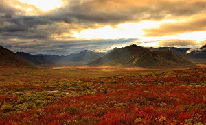Shaft Of Sunlight Hitting The Fall Colours Of The Dempster Highway, Yukon Shaft Of Sunlight Hitting The Fall Colours Of The Dempster Highway, Yukon