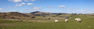 Images Dated 1st April 2012: Sheep Grazing In A Field; Rothbury Northumberland England