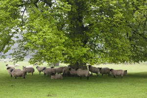 Sheep Standing Under A Tree; Northumberland, England Sheep Standing Under A Tree; Northumberland, England