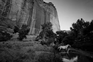 Sheer rock face and a horse walking through a stream below in a tranquil scene by a stream Sheer rock face and a horse walking through a stream below in a tranquil scene by a stream