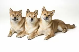 Images Dated 28th January 2005: Three Shiba Inu Dogs