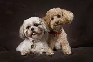 Images Dated 15th November 2009: A Shihtzu And A Poodle On A Brown Backdrop; St. Albert, Alberta, Canada