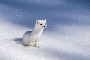 Awareness Gallery: A short-tailed weasel sitting in the snow, looking forward, USA