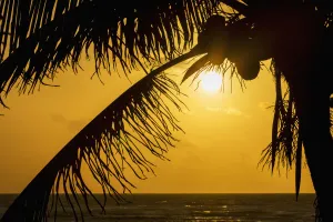 Silhouette Of A Coconut Tree With An Orange Sky At Sunrise And The Ocean On The Horizon; Akumal, Quintana Roo, Mexico Silhouette Of A Coconut Tree With An Orange Sky At Sunrise And The Ocean On The Horizon; Akumal, Quintana Roo, Mexico