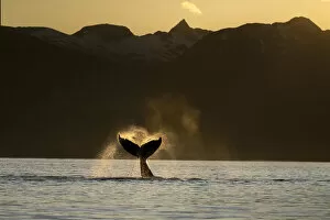 Silhouette of a humpback whale (Megaptera novaeangliae) lobbing its flukes in the Lynn Canal