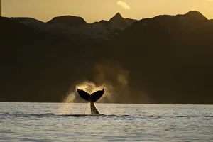 Silhouette of a humpback whale (Megaptera novaeangliae) lobbing its flukes in the Lynn Canal Silhouette of a humpback whale (Megaptera novaeangliae) lobbing its flukes in the Lynn Canal