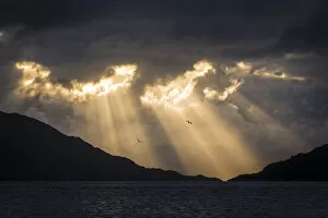 Silhouette of the mountains and herring gulls (Larus argentatus) flying over the water at sunset near Kylesmorar