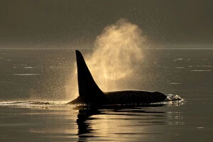 Toothed Whale Gallery: Silhouette of an orca with dorsal fin up and a blow cloud reflected in the sunlight, Alaska, USA
