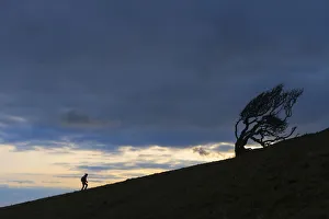 Silhouette Of Woman Walking Uphill Past Gnarled Tree Near Golden Cap On The Jurassic Coast; Seatown, Dorset, England Silhouette Of Woman Walking Uphill Past Gnarled Tree Near Golden Cap On The Jurassic Coast; Seatown, Dorset, England