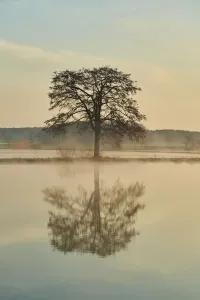 Silhouetted alder tree at sunrise reflected in water Silhouetted alder tree at sunrise reflected in water