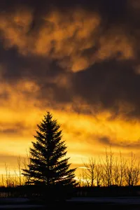 Silhouetted Evergreen Tree With Dramatically Colourful Clouds At Sunrise; Calgary, Alberta, Canada Silhouetted Evergreen Tree With Dramatically Colourful Clouds At Sunrise; Calgary, Alberta, Canada