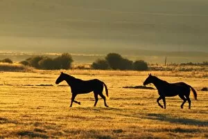 Silhouetted Horses Running