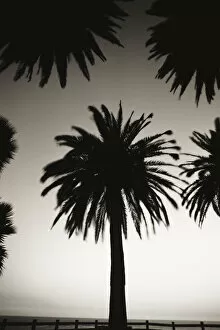 Images Dated 19th June 2007: Silhouetted palm tree centered between other palm tree tops at dusk (black and white photograph)