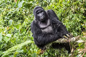 Bwindi Impenetrable National Park Collection: Silverback male Mountain Gorilla, Bwindi Impenetrable National Park, Uganda