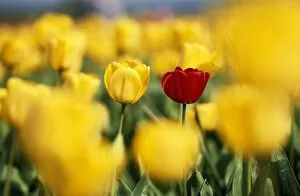 Images Dated 7th March 2006: Single Red Tulip Among Yellow Tulips