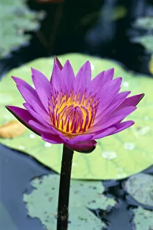 Images Dated 19th February 1999: Single Water Lily Blossom On Plant, Lily Pad With Water Droplets Atop C1655