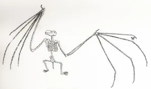 Skeleton Of A Bat, Vespertilio Murinus. From The National Encyclopaedia, Published C Skeleton Of A Bat, Vespertilio Murinus. From The National Encyclopaedia, Published C