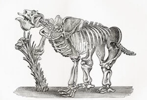 Skeleton of a Megatharium. From The World's Foundations or Geology for Beginners, published 1883