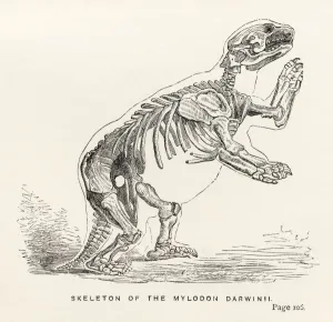 Skeleton Of Mylodon Darwinii From The Book Journal Of Researches By Charles Darwin Skeleton Of Mylodon Darwinii From The Book Journal Of Researches By Charles Darwin