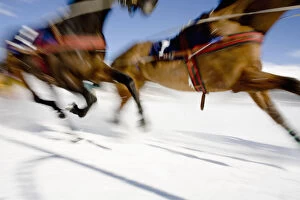Images Dated 3rd February 2008: Ski Joring Race