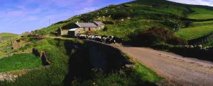 Slea Head, Dingle Peninsula, Co Kerry, Ireland; Friesian Cattle On A Road Slea Head, Dingle Peninsula, Co Kerry, Ireland; Friesian Cattle On A Road