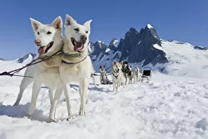 Images Dated 12th August 2007: Sled Dog Team Standing On The Juneau Ice Field. / Nthe Granite Spires Of Mendenhall Towers Can