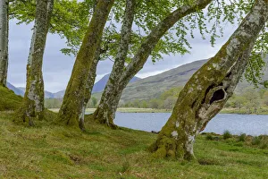 Small beech forest at the edge of a lake at Loch Awe in Scotland, United Kingdom Small beech forest at the edge of a lake at Loch Awe in Scotland, United Kingdom
