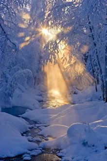 Small Stream In A Hoarfrost Covered Forest With Rays Of Sun Filtering Through The Small Stream In A Hoarfrost Covered Forest With Rays Of Sun Filtering Through The