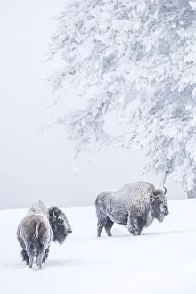 Snow-covered Bison standing in a field in the morning fog in winter, Yellowstone National Park, USA Snow-covered Bison standing in a field in the morning fog in winter, Yellowstone National Park, USA