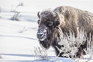 Snow covered bison standing in a snowy field next to sagebrush, Yellowstone National Park, USA Snow covered bison standing in a snowy field next to sagebrush, Yellowstone National Park, USA