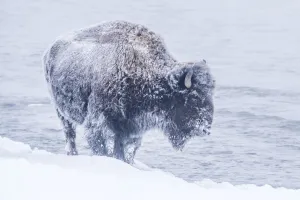 Snow-covered Bison walking along the Firehole River in winter, Yellowstone National Park, USA Snow-covered Bison walking along the Firehole River in winter, Yellowstone National Park, USA