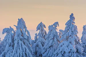 Snow Covered Conifers Trees at Dawn. Winter, Grosser Feldberg, Frankfurt, Taunus, Hesse, Germany Snow Covered Conifers Trees at Dawn. Winter, Grosser Feldberg, Frankfurt, Taunus, Hesse, Germany