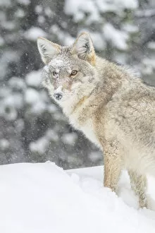 Detecting Gallery: Snow-covered coyote standing in a snowbank looking back at camera, Yellowstone National Park, USA