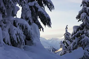 Snow Covered Pine Trees With Bending Branches In Winter; Alaska, United States Of America Snow Covered Pine Trees With Bending Branches In Winter; Alaska, United States Of America