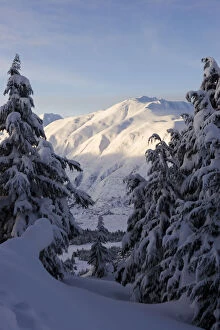 Snow Covered Pine Trees And Mountain Range In Winter; Alaska, United States Of America