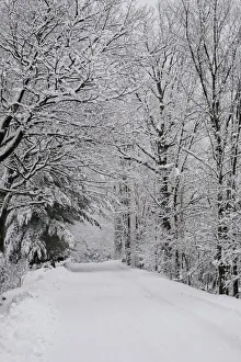 A Snow Covered Road Lined With Leafless Trees In Winter; Brome Lake, Quebec, Canada A Snow Covered Road Lined With Leafless Trees In Winter; Brome Lake, Quebec, Canada