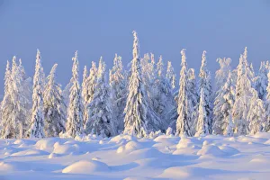 Snow Covered Spruce Trees, Nissi, Northern Ostrobothnia, Finland Snow Covered Spruce Trees, Nissi, Northern Ostrobothnia, Finland