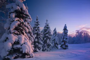 Snow Covered Spruce Trees At Sunset With Pink Alpenglow During Winter, Russian Jack Park, Anchorage Snow Covered Spruce Trees At Sunset With Pink Alpenglow During Winter, Russian Jack Park, Anchorage