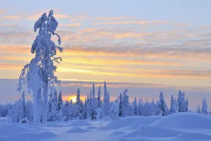 Snow Covered Tree at Sunset, Nissi, Northern Ostrobothnia, Finland Snow Covered Tree at Sunset, Nissi, Northern Ostrobothnia, Finland