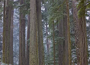 Snow Covered Trees In Cathedral Grove Near Port Alberni, Vancouver Island, British Columbia Snow Covered Trees In Cathedral Grove Near Port Alberni, Vancouver Island, British Columbia