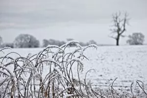 Images Dated 14th December 2008: Snow Covered Trees And Field