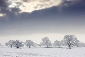 Snow Covered Trees And Field, Northumberland, England Snow Covered Trees And Field, Northumberland, England