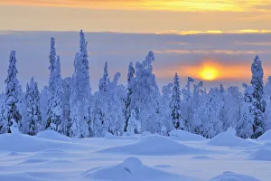 Snow Covered Trees at Sunset, Nissi, Northern Ostrobothnia, Finland Snow Covered Trees at Sunset, Nissi, Northern Ostrobothnia, Finland