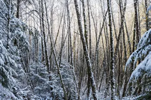 Snow Falls On The Alders; Astoria, Oregon, United States Of America Snow Falls On The Alders; Astoria, Oregon, United States Of America