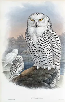 Snowy Owl. Nyctea Nivea. Now known as Bubo scandiacus. After a work by English ornitholgist and bird artist John Gould Snowy Owl. Nyctea Nivea. Now known as Bubo scandiacus. After a work by English ornitholgist and bird artist John Gould