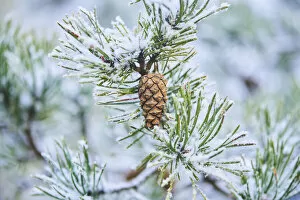 Scotch Pine Gallery: Snowy Scots pine cone on a branch, Mount Vapec, Carpathians, Slovakia