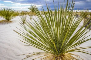 Soaptree Yucca, White Sands National Monument, New Mexico, USA Soaptree Yucca, White Sands National Monument, New Mexico, USA