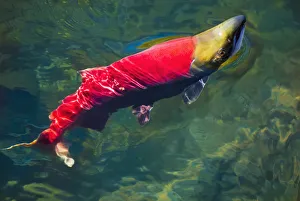 A sockeye salmon (oncorhynchus nerka) makes it way to the adams river spawning grounds A sockeye salmon (oncorhynchus nerka) makes it way to the adams river spawning grounds