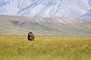 A Solitary Musk Ox Wanders Through The Grass Along The Canning River In Anwr. Summer In Arctic Alaska A Solitary Musk Ox Wanders Through The Grass Along The Canning River In Anwr. Summer In Arctic Alaska